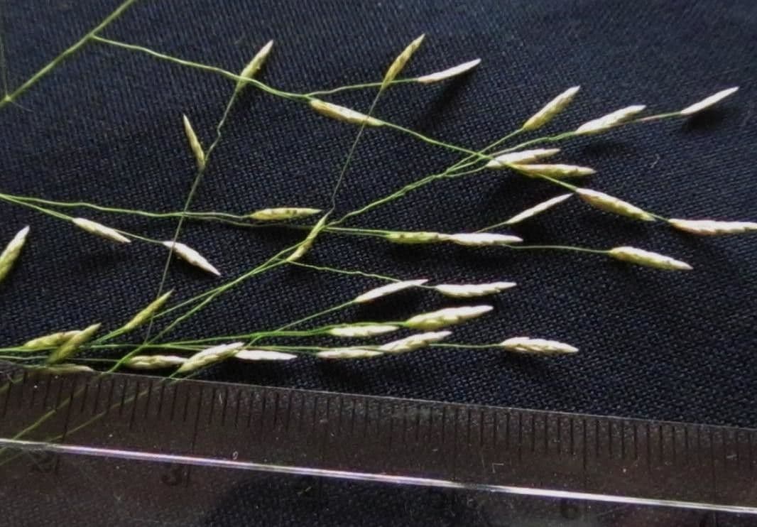 Eragrostis mexická 20