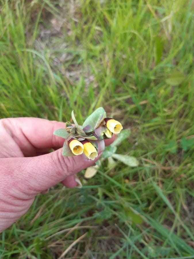 Cerinthe maggiore 5