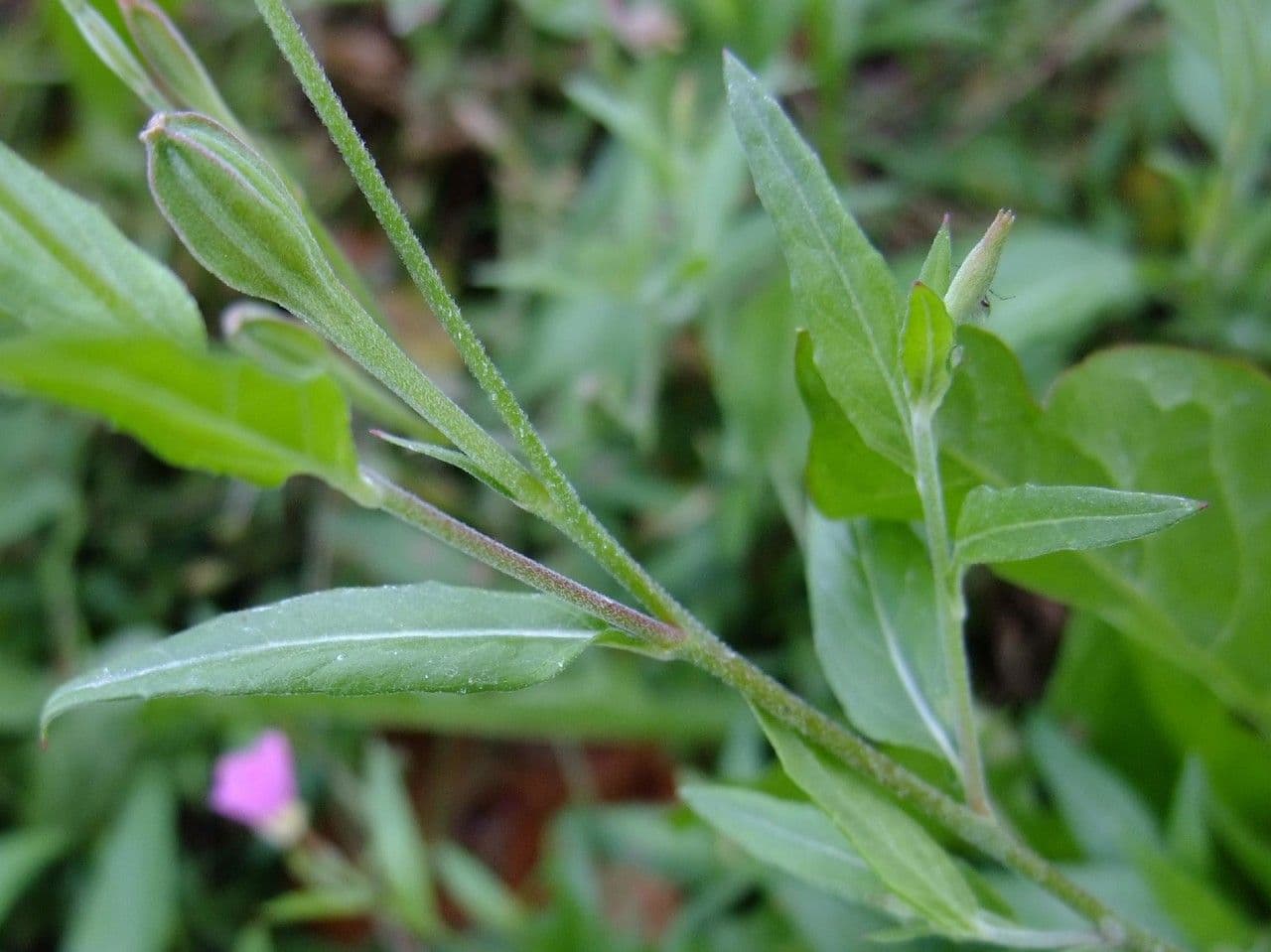 Enagra 24