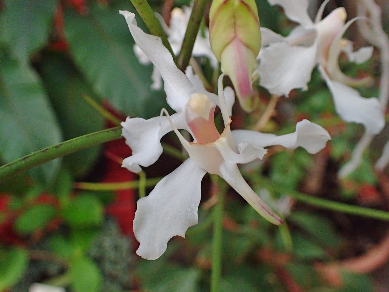Papilionanthe 5