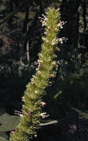 Agastache nepentoide 5