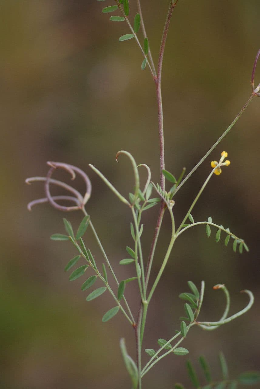 Ornithopus pinnatus 22