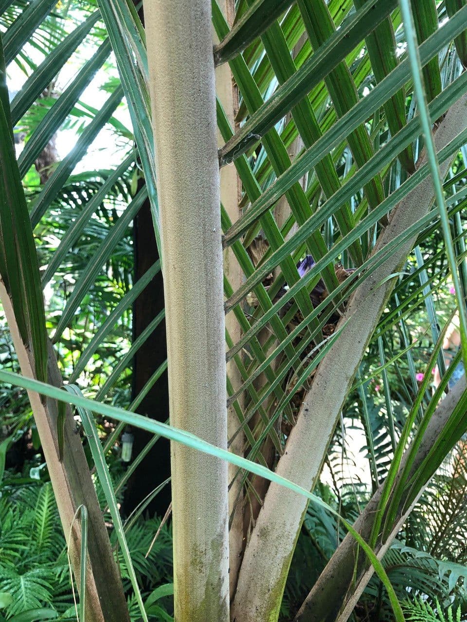 Palma Nikau 25