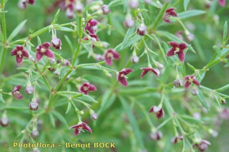 Asperula purpurea 17