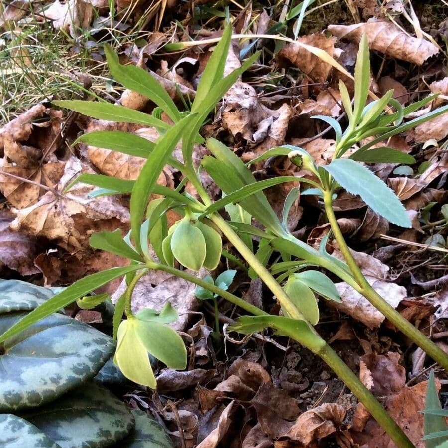 Elleboro verde 5