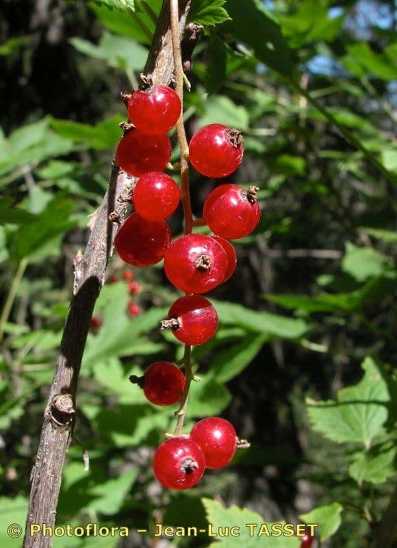 Ribes petraeum