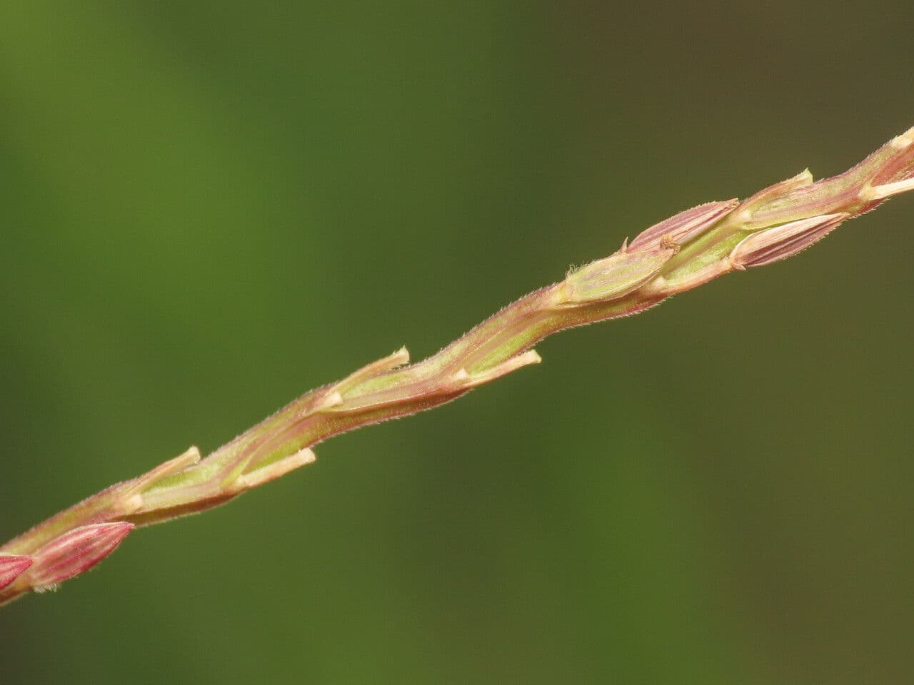Sanguinella 2