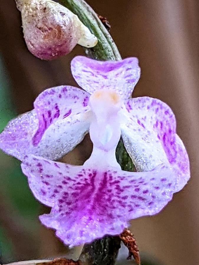 Aerides