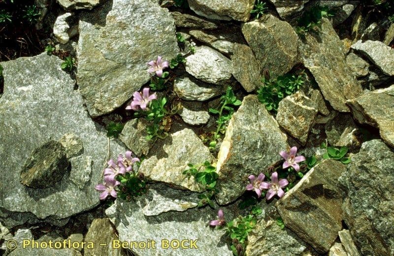 Campanula di Cenis 17
