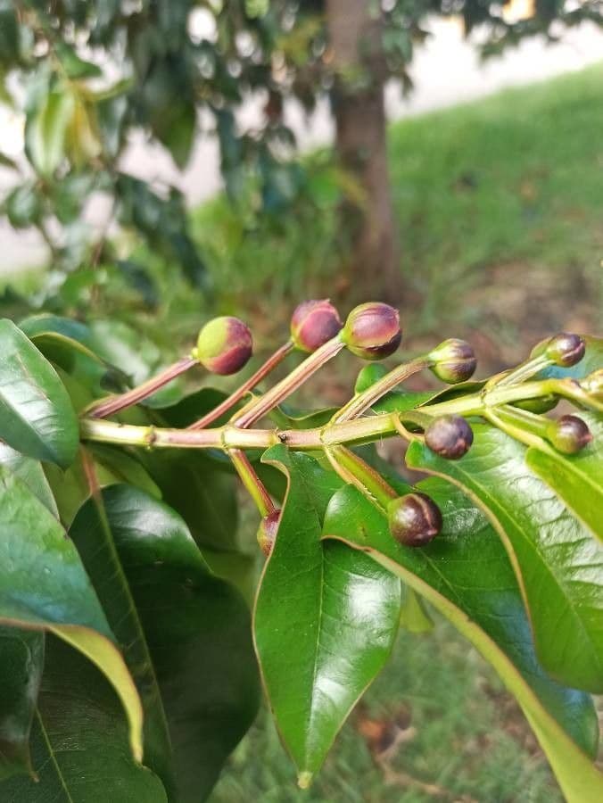 Lagerstroemia 3