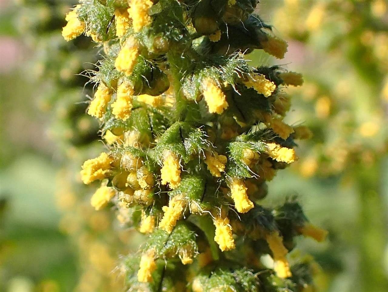 Ambrosia trifida 11