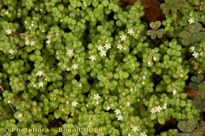 Crassula expansa 8