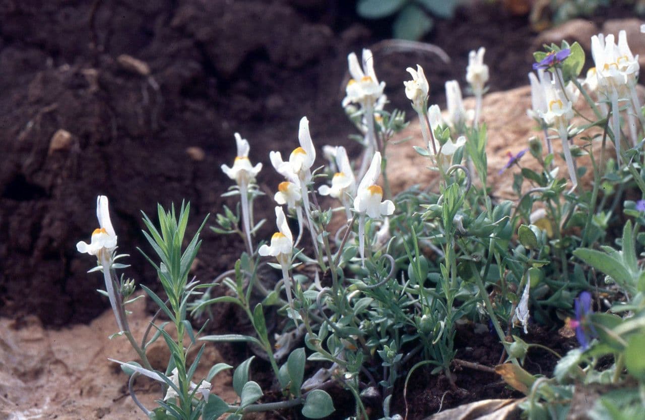 Linaria reflexa 7