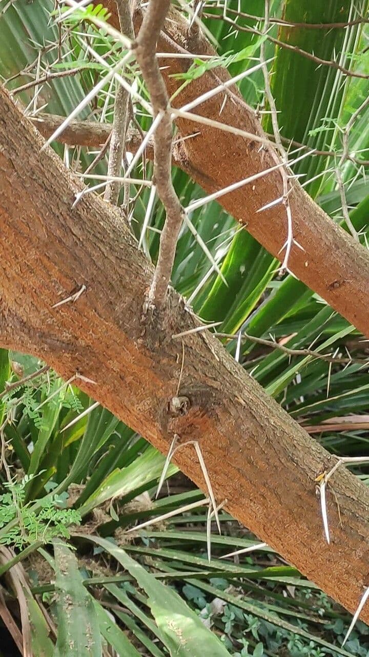 Acacia 9