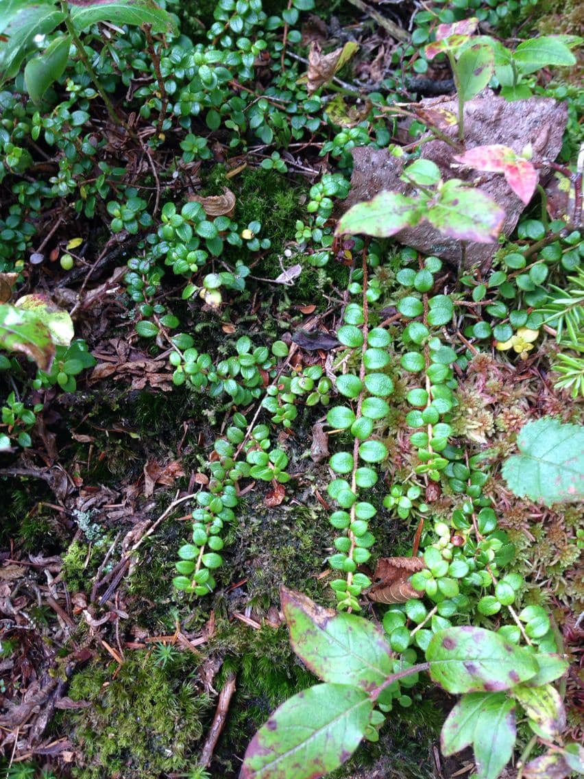 Gaultheria 9