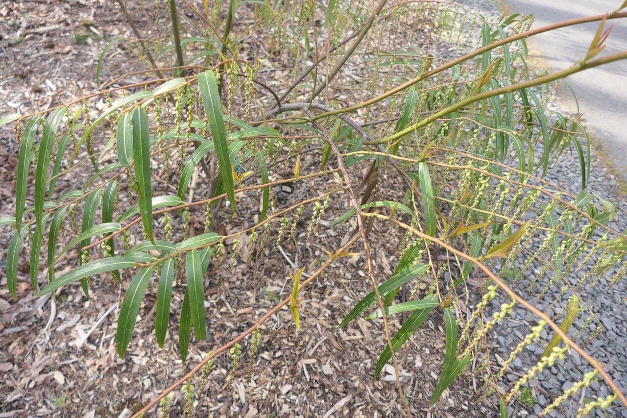 Stachyurus 4
