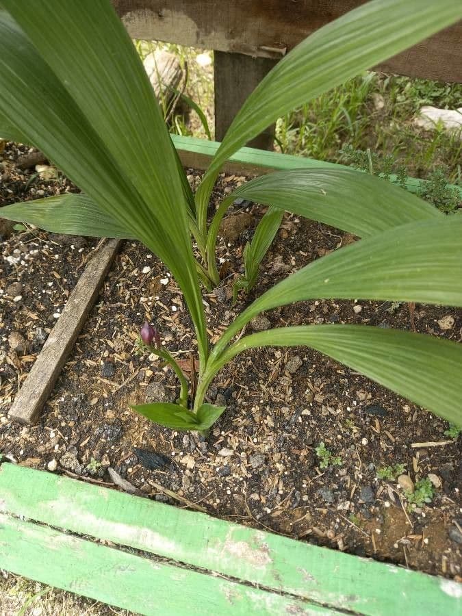 Spathoglottis plicata 20