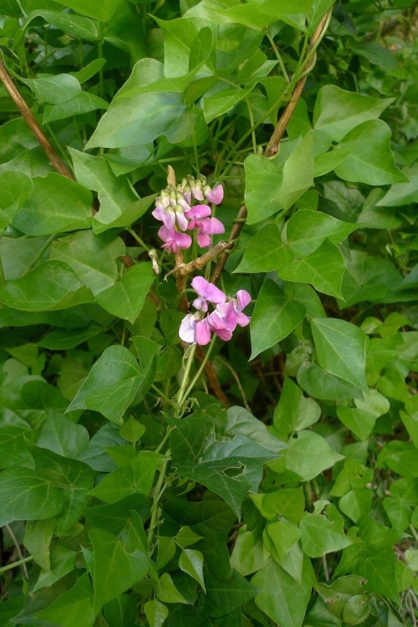 Dipogon lignosus 10
