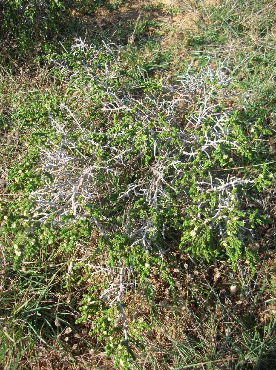 Timelea irsuta 11