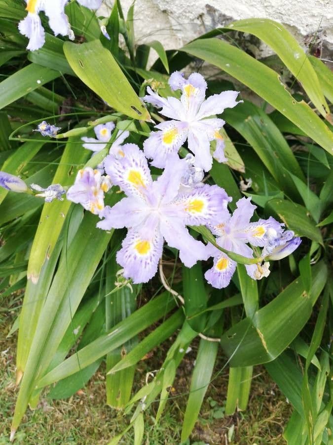 Iris japonés 16