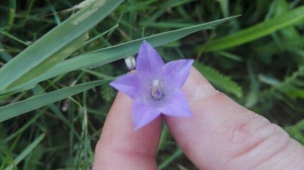 Campanula diffusa 6
