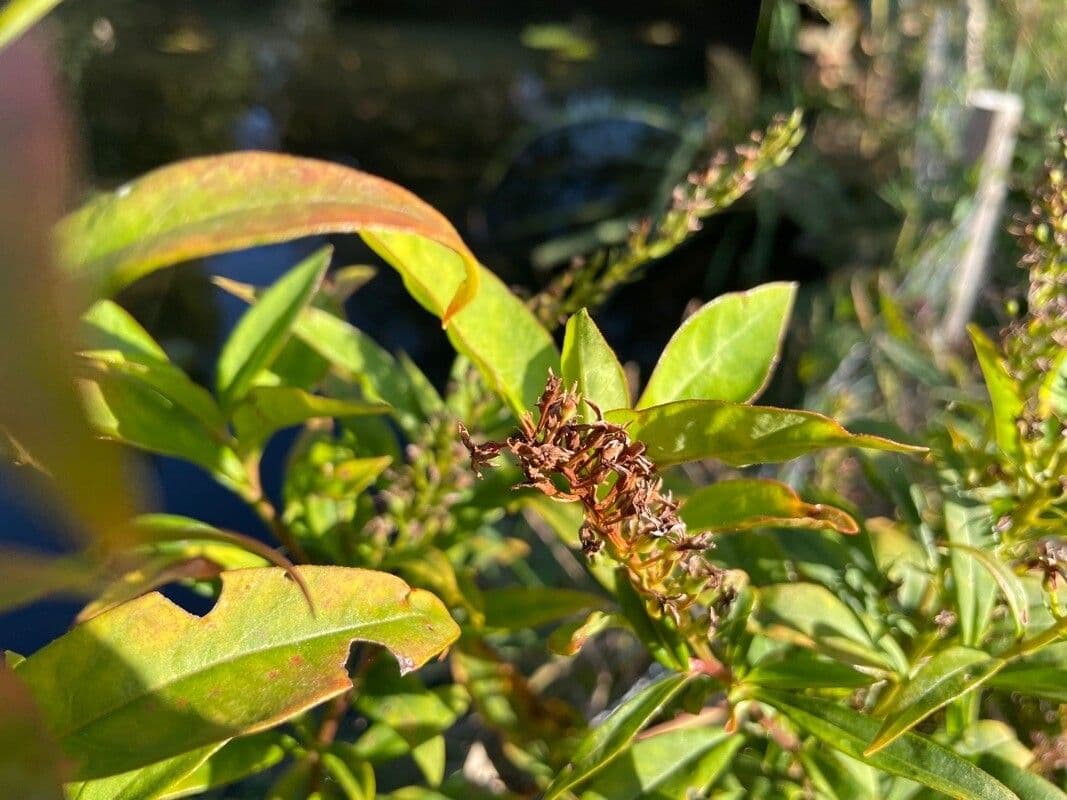 Lysimaque à grappes