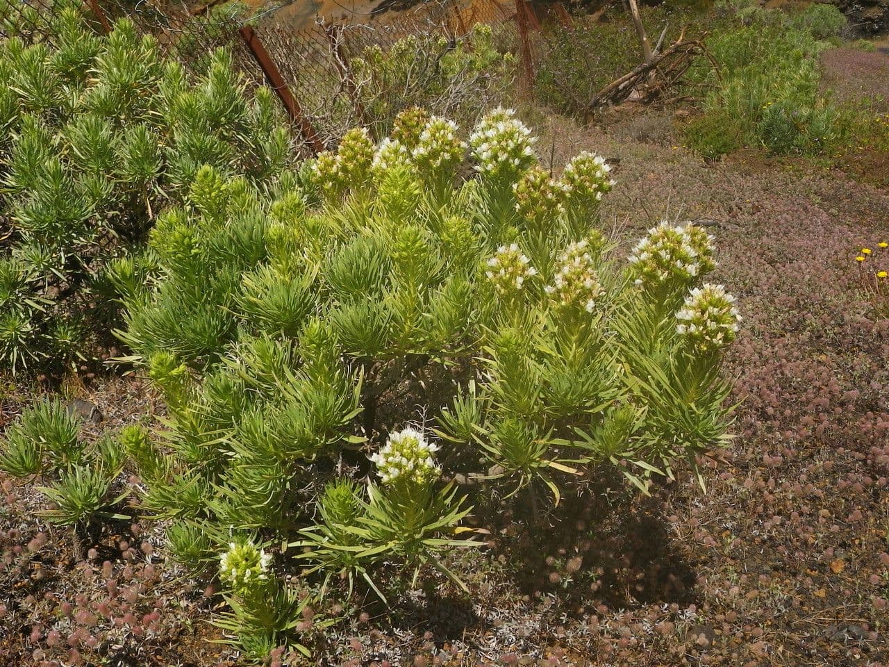Echium ostny 6