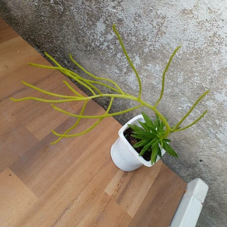 Peperomia 3