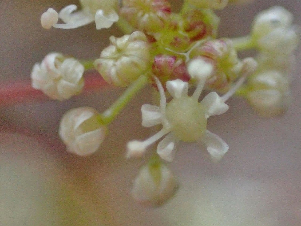 Trinia 10