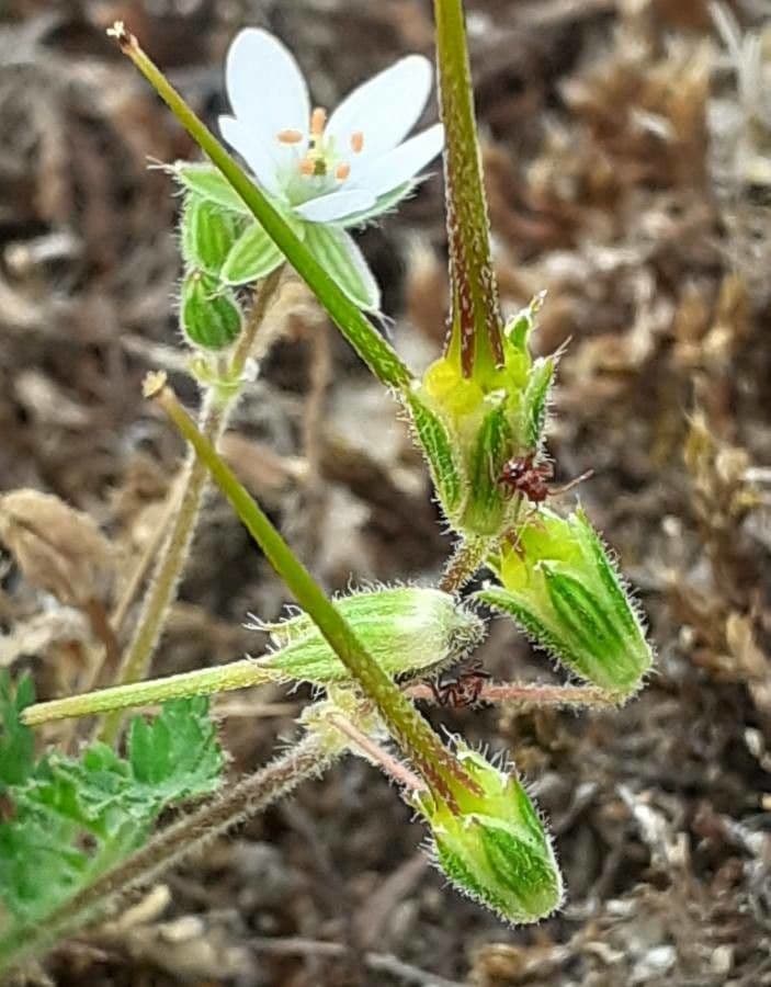 Klebriger Storchschnabel 3