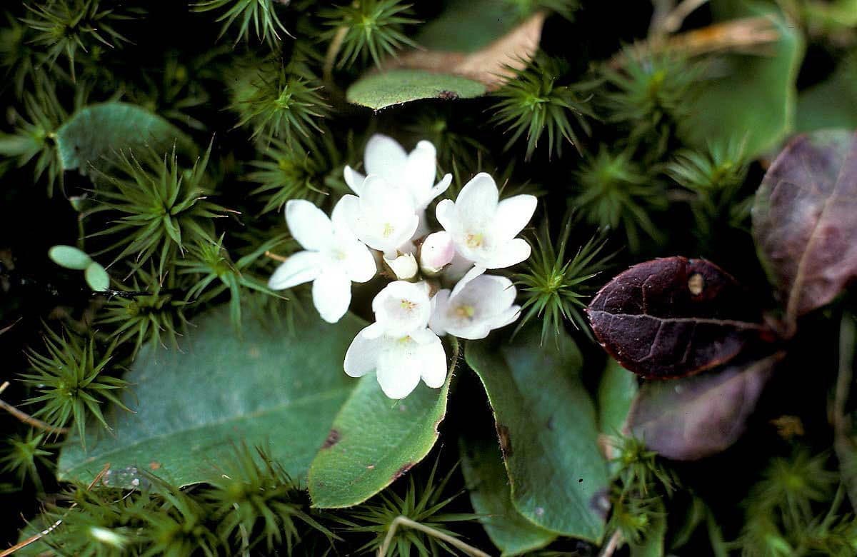 Epigaea repens 11