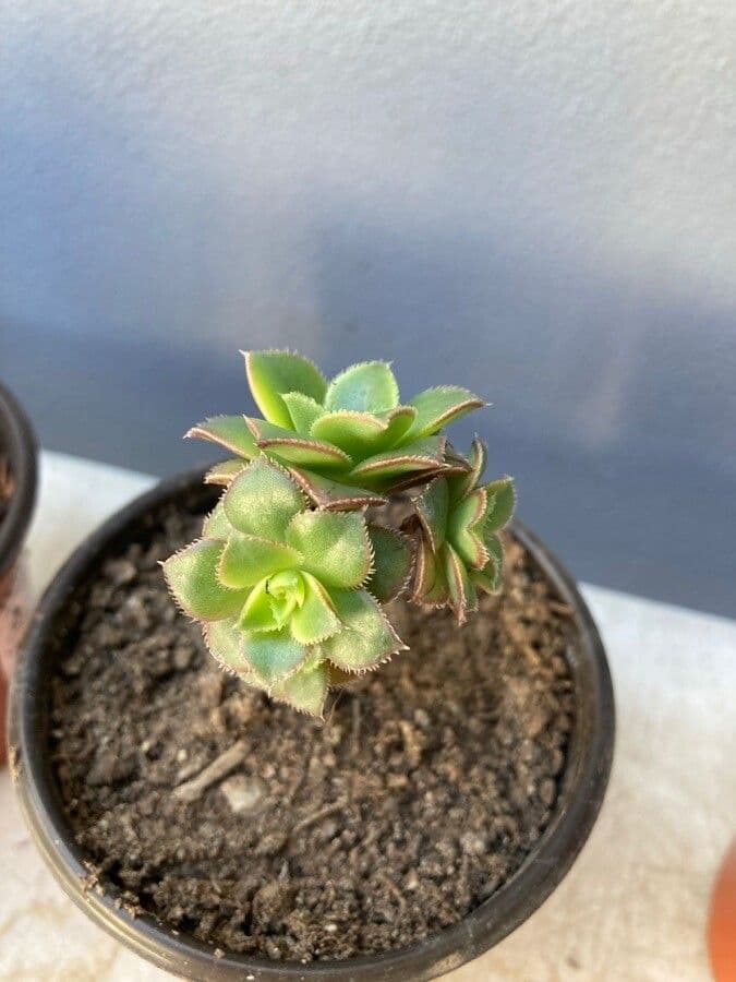 Aeonium percarneum 9