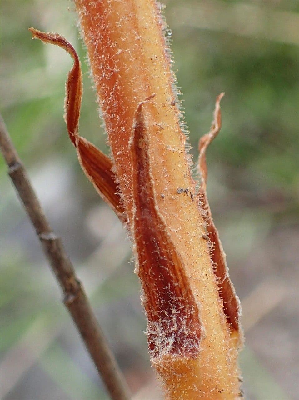 Succiamele gracile 5