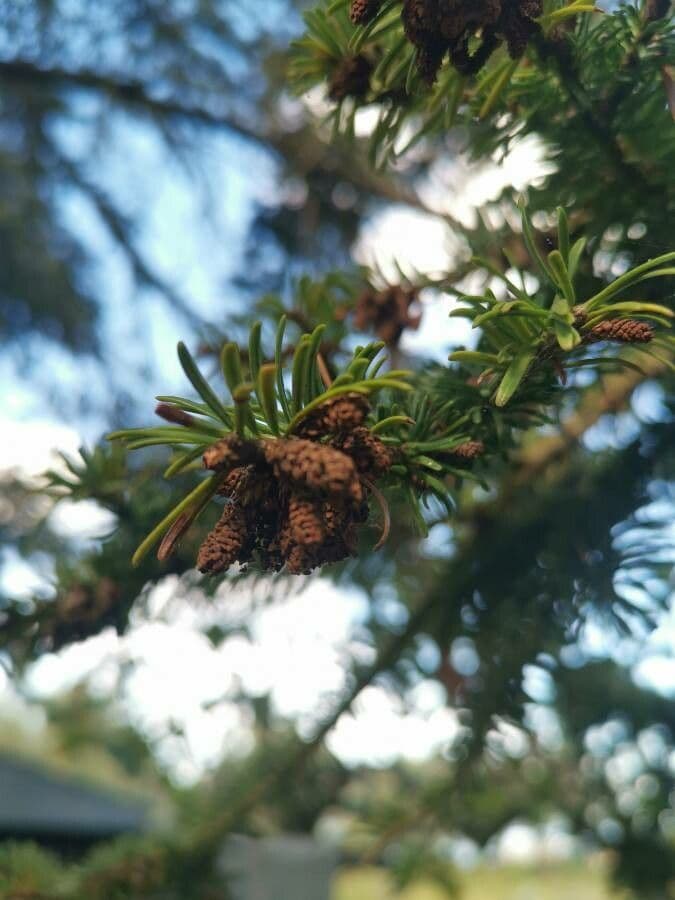 Abete balsamico 7