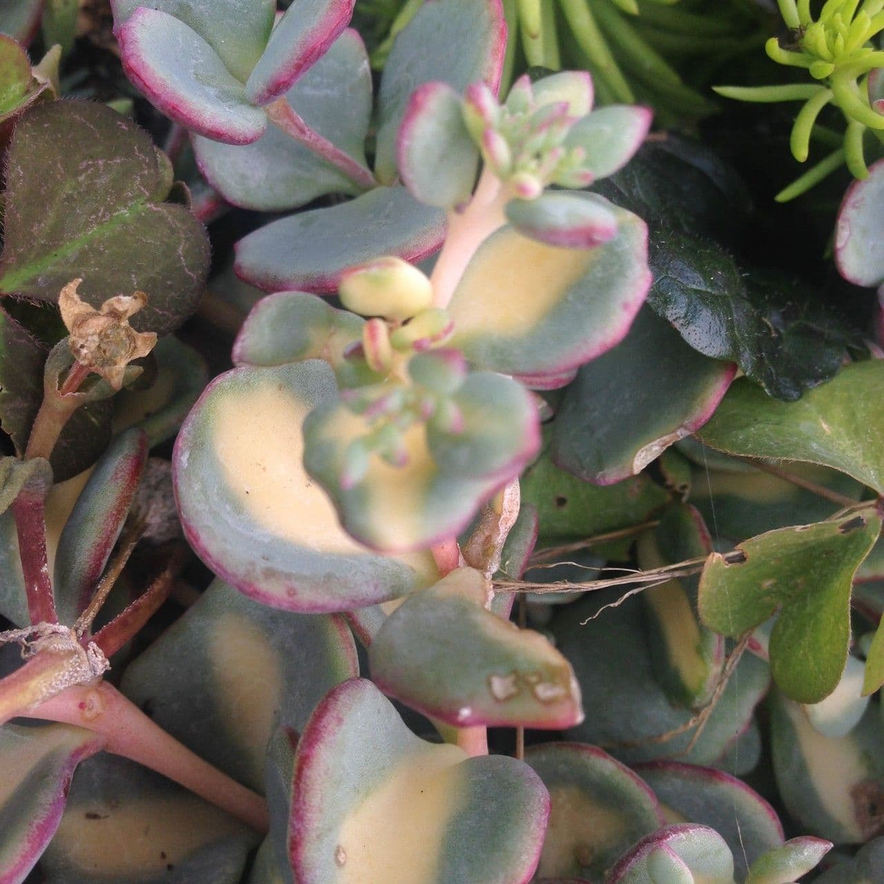 Sedum di Siebold 6
