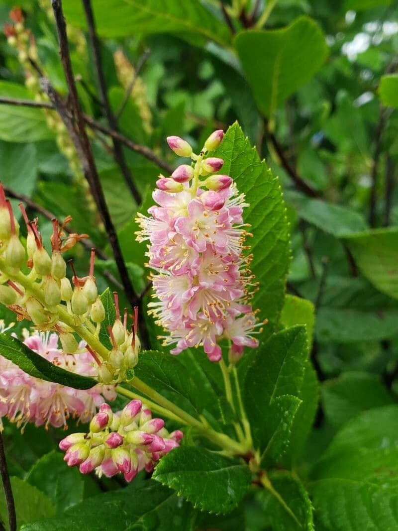 Clethra 8