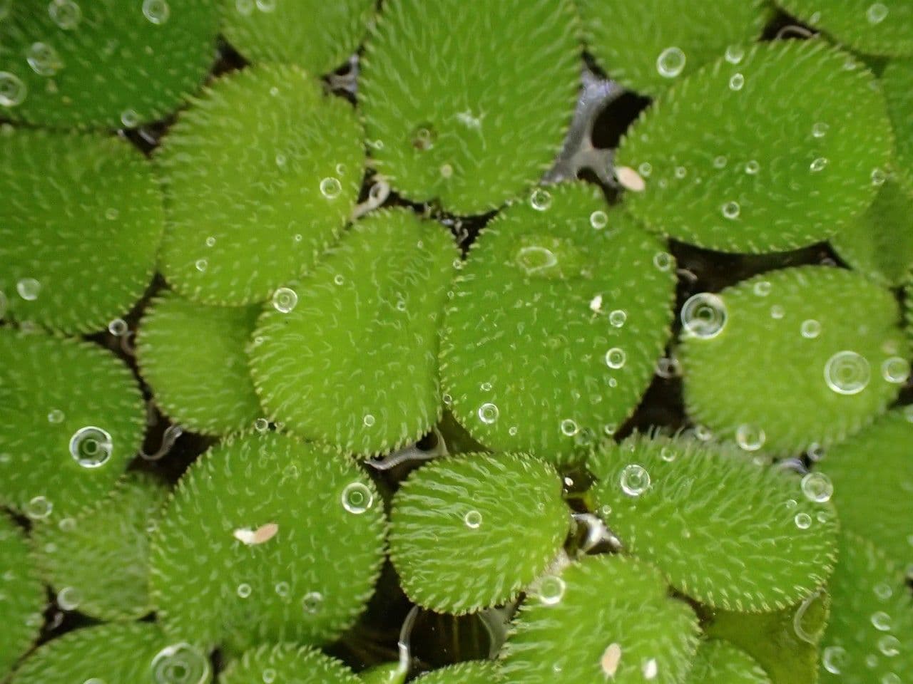 Salvinia minima 6
