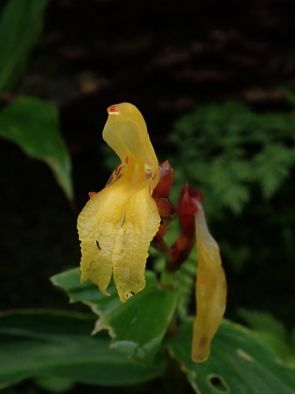 Cautleya 7
