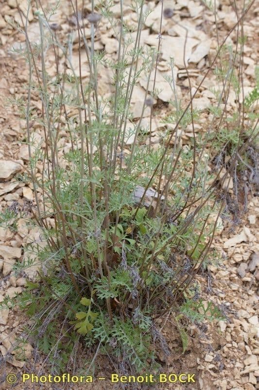 Vrabolček dalmatínsky 8