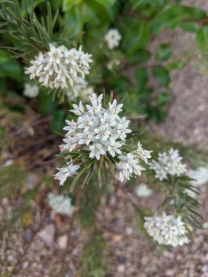 Asclepias linaria 10