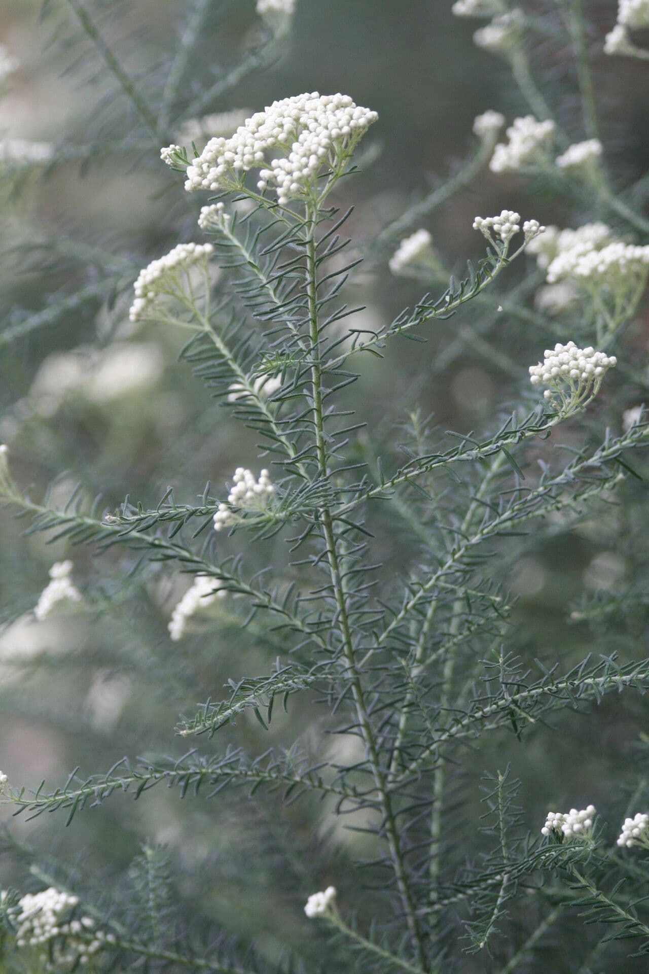 Ozothamnus diosmifolius 2