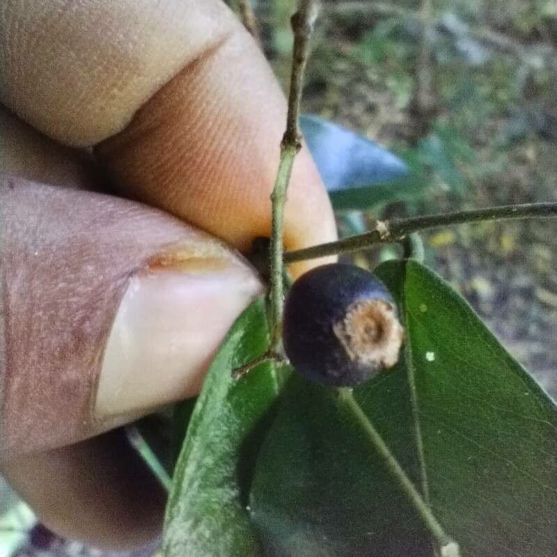 Eugenia 5