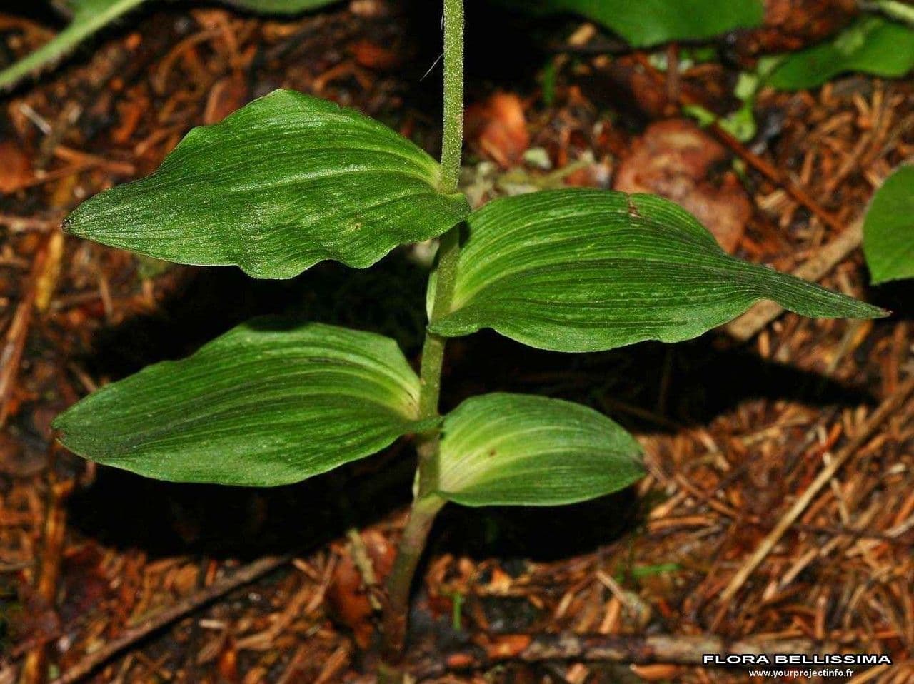 Epipactis leptochila 18