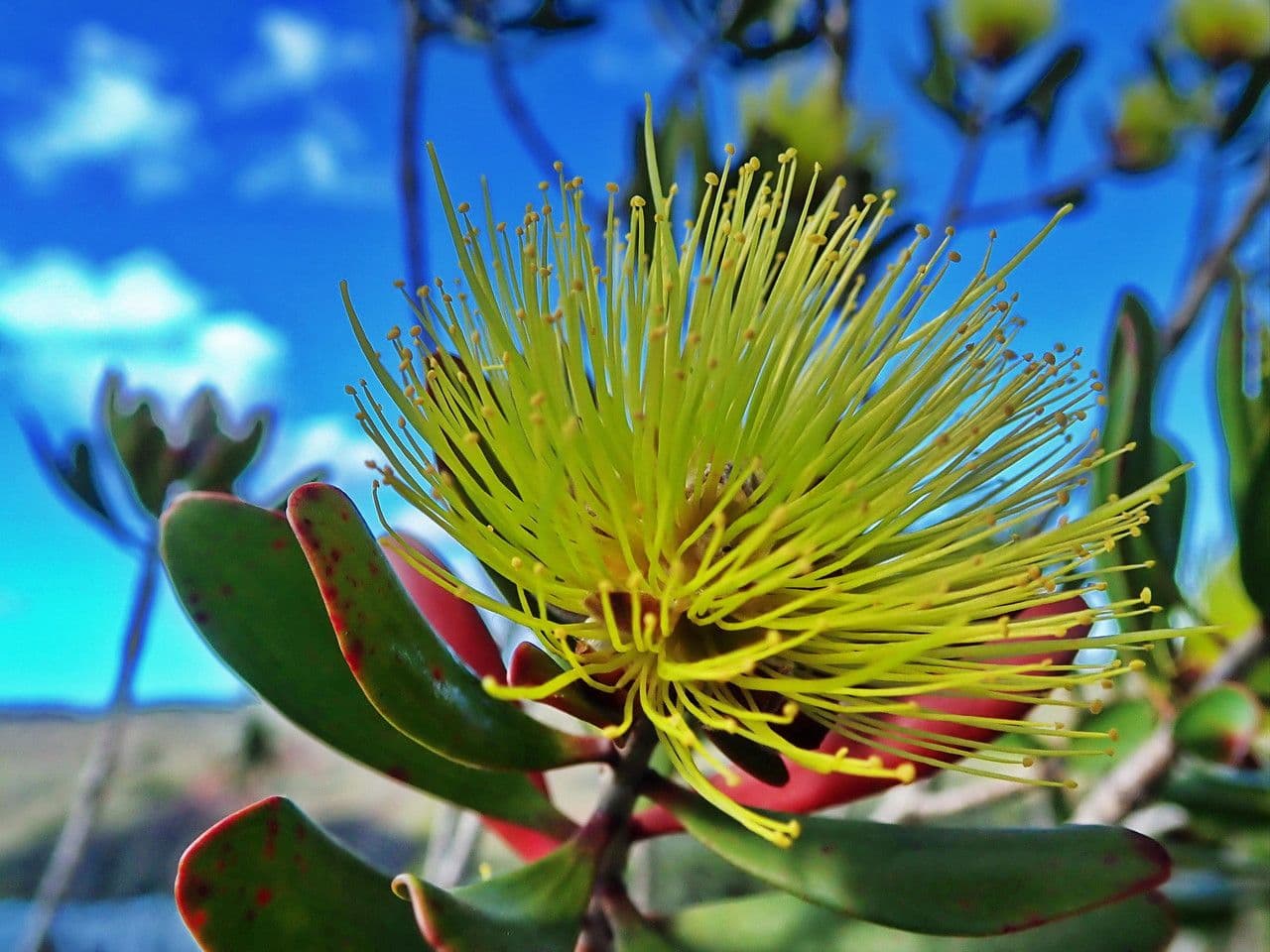Melaleuca 10