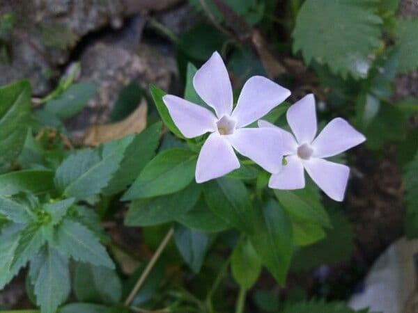 Pervinca difforme 7