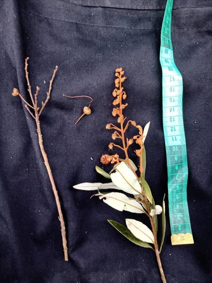 Bejaria aestuans 2