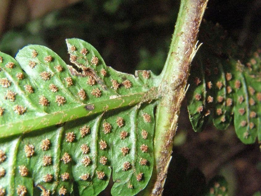 Stigmatopteris 5