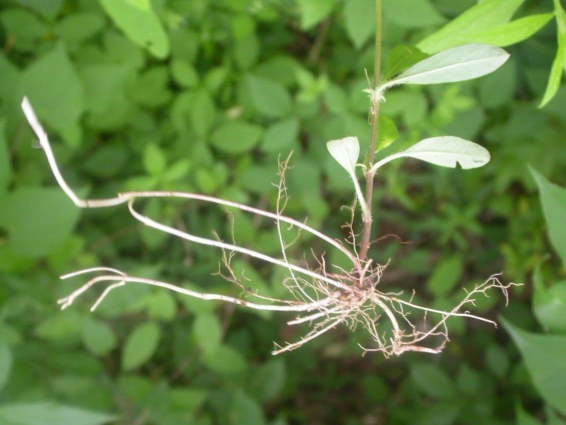 Lisimachia lanceolata 3