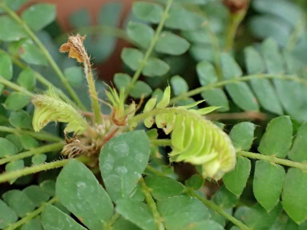 Pianta vitale 10