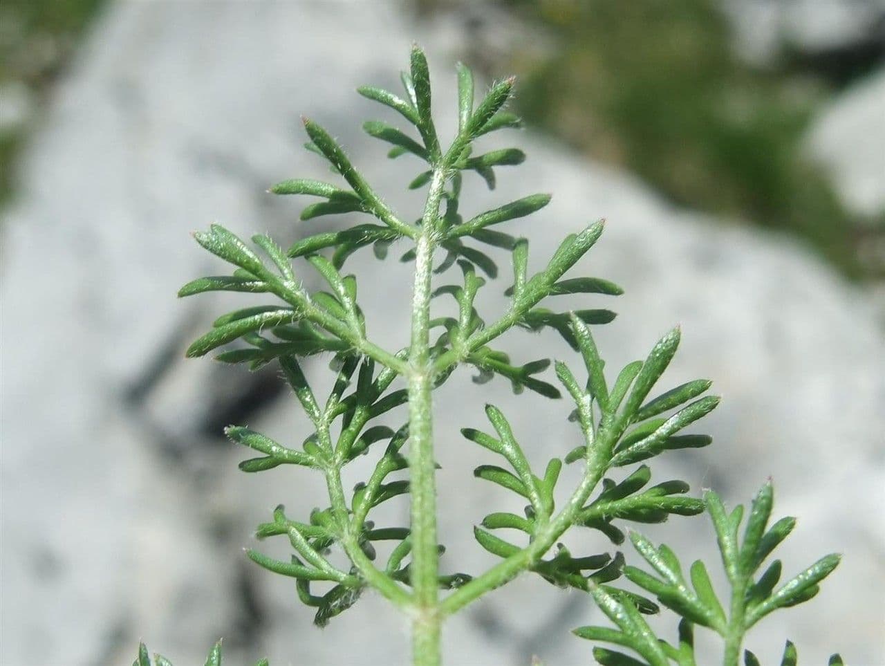Athamanta cretensis 17